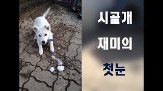 시골개 재미의 첫눈 경험