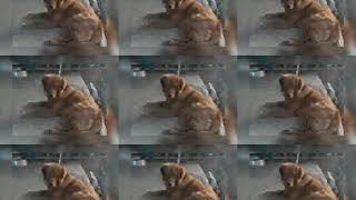 good dog  subscribe and ring bill plz do-it