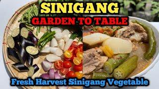 SINIGANG na galing sa aking container Garden #Sinigang #pinoyfood #pinoyurbangardener