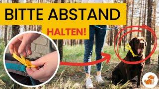 Gelbe Schleife an Halsband oder Leine - das bedeutet sie! | Quick Tipp