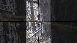 Страйкбол Снайпер | Лучшие попадания от первого лица #страйкбол #снайпер #airsoft #sniper #попадани