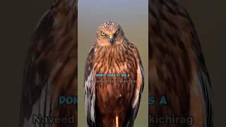 Pakistan motivational | Don’t take it as a sign of weakness | Sigma Rule  #motivation #shorts