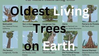 Top 10 Oldest Living Trees on Earth | Best of Fives