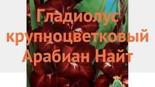 Гладиолус крупноцветковый Арабиан Найт  обзор: как сажать, луковицы гладиолуса Арабиан Найт