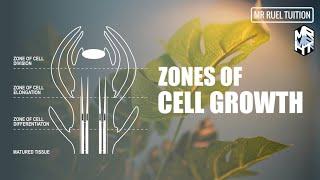 Zones of Cell Growth | Meristematic Tissue and Growth