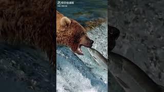 熊抓鱼 Bear catches fish