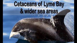 MARINELife Cetacean Research in the South West