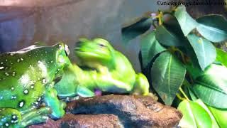 Bickering with the Stickyfrogs! (Gumby discovers that Jens’ feeties are not that tasty after all…)