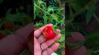 Mashallah my natural home vegetable #ameen #vegetable#alhamdulillahforeverything #naate #shortsfeed