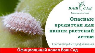 Как бороться с паразитами на цветах? Эти насекомые ОЧЕНЬ вредные. Ваш сад