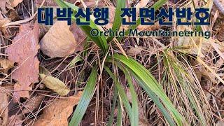 【蘭】명품예감, 산채된 전면산반호 의령 모시골. Orchid Mountaineering in Uiryeong Area(3rd).