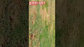 #new #video #bhojpuri# #song# Dinesh #Kumar chaudhary# 