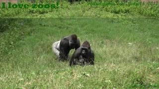 Philadelphia Zoo Gorillas - Motuba's Close Encounter with and Kira with Ajabu