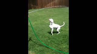 A Dog and His Hose