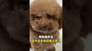 狗狗真的會因為這些舉動，而難過很久！！