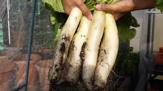 Growing White Radish | Daikon in 2 months