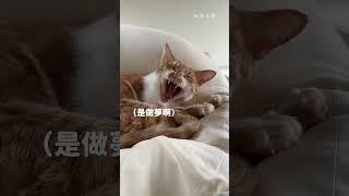 貓咪會說夢話！？#好味小姐 #cat