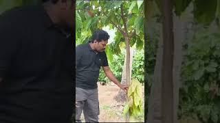 Cocoa pruning