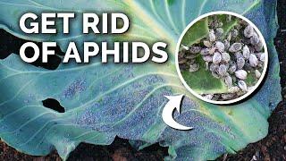 Foolproof Aphid Control and Prevention