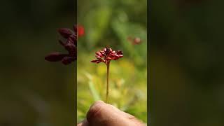 #beatifulflowers #garden