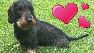 Cute dachshund loves his new haircut ️ #TeddyTheDachshund