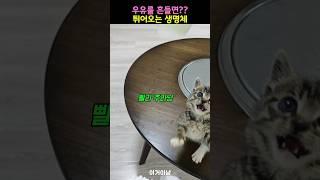 우유를 흔들면 튀어오는 생명체