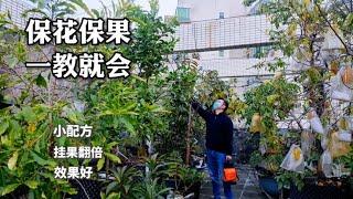 果樹最好用的“保花保果”小配方，只需噴一噴，掛果翻倍、效果好