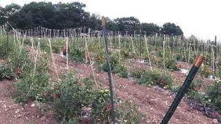 Treating Late Blight on Tomatoes