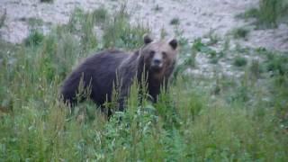 Eurasian Brown Bear & Wild Boars