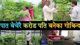 पात बेचेरै करोड पति बनेका गोबिन्द,मोरिङ्गा खेती यसरी गरौं moringa kheti in nepal | sital chini kheti