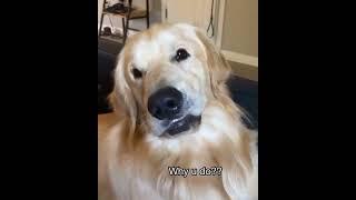 Stop Petting Your Dog #shorts #pets #dog #doglover #cute #viralshorts #shortsvideo