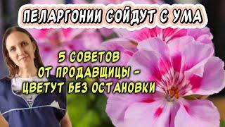 Пеларгонии сошли с ума: 5 советов от продавщицы на рынке - и теперь цветение не остановить