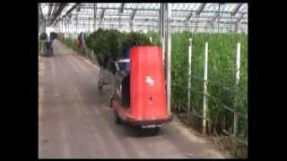 Alstroemeria Harvesting