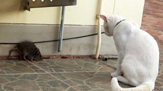 Wild Rat Has Epic Stand-Off With Cat @beastplanetchannel