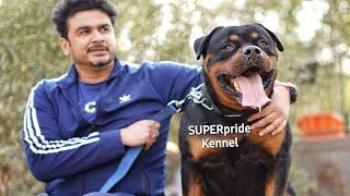 Superpride Kennel|Rottweiler Kennel|Rajat Taneja|Delhi