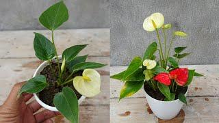 Grow Anthurium plant in faster way| How to grow Anthurium plant