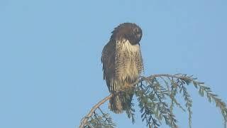 12/23/24 Eastern Red-tailed Hawk Kent Wa 2521-164