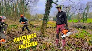 Abattage d’arbres Stihl ms462 Stihl ms 661