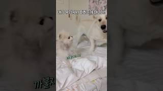 대한이 잡드리하는 연두 #강아지일상 #retreiver #포메 #알로페시아
