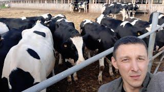 6000 молока в год с одной буренки. Продажа молочной породы КРС живым весом оптом по РФ и СНГ.