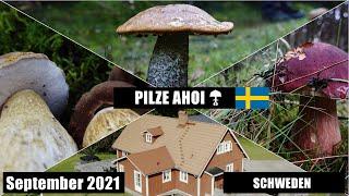 Pilze sammeln in Schweden - September 2021