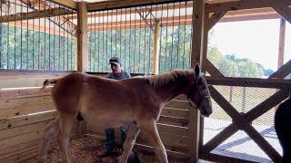 DRAFT HORSES // What a difference a week makes.