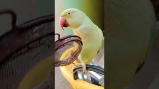 parrot ecstasy  #parrot #mitthu #talkingparot #parrotlover #parrotplaytime