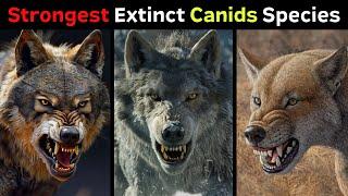 10 Most Powerful Extinct Canid Species