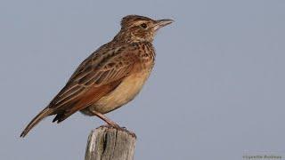 Two Rufous-naped Larks singing unusual songs and one mimicking