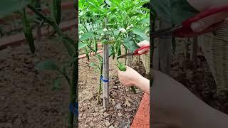 Perfect Way to Harvest Green Chilies! ️ | Easy Gardening Tip