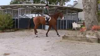 David McCarthy; Producer of Hunt and Sport Horses, Ireland - Horse: Hugo