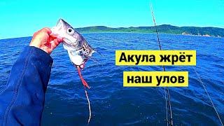 The shark ate my catch // subtitles