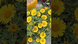 #금화#박서진#지나야 #엘농원
