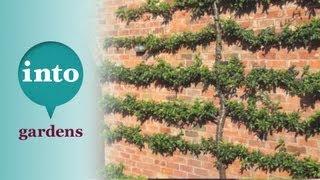 Gardening at Blackpitts: Pruning a Pyracantha